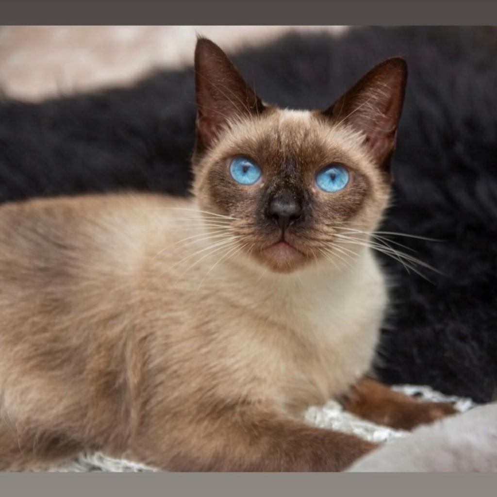 Dezinho, gato de porte pequeno para adoção em Santos - SP