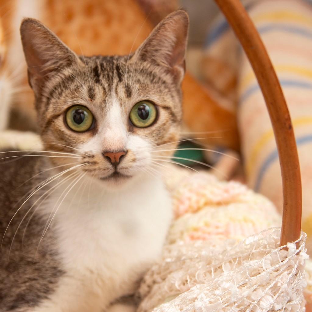 Jade, gato para adoção em Santos - SP