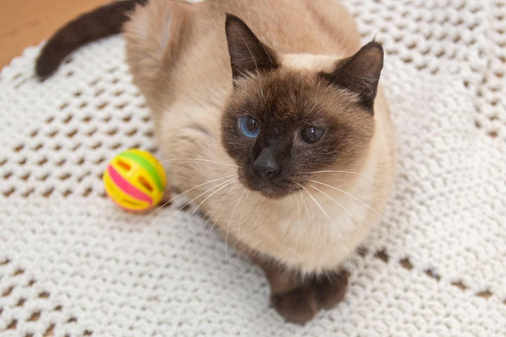 Celina, gato de porte pequeno para adoção em Santos - SP