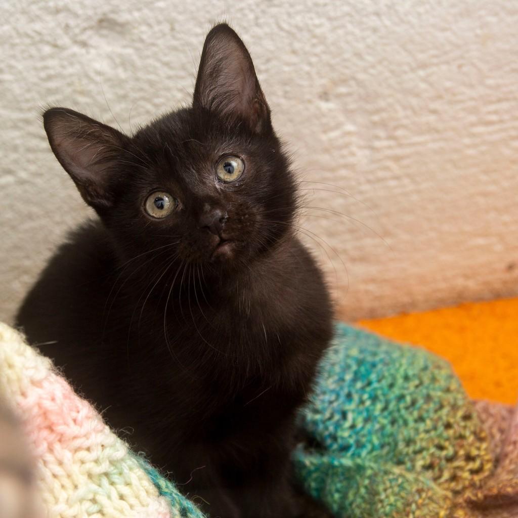 Ozzy, gato de porte pequeno para adoção em Santos - SP