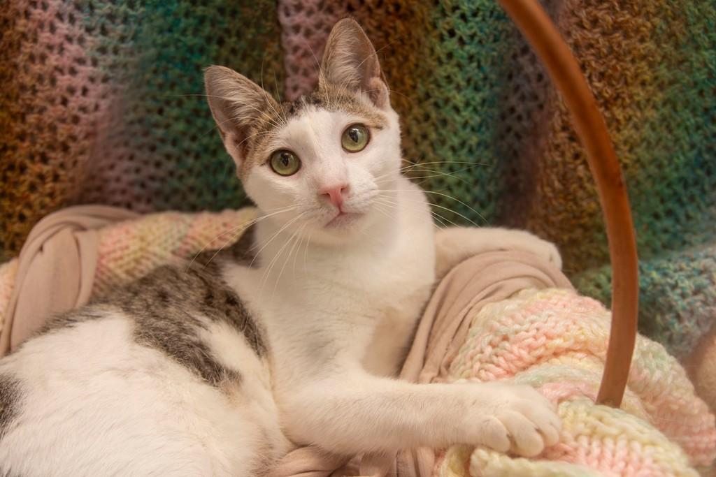 Sofia, gato para adoção em Santos - SP