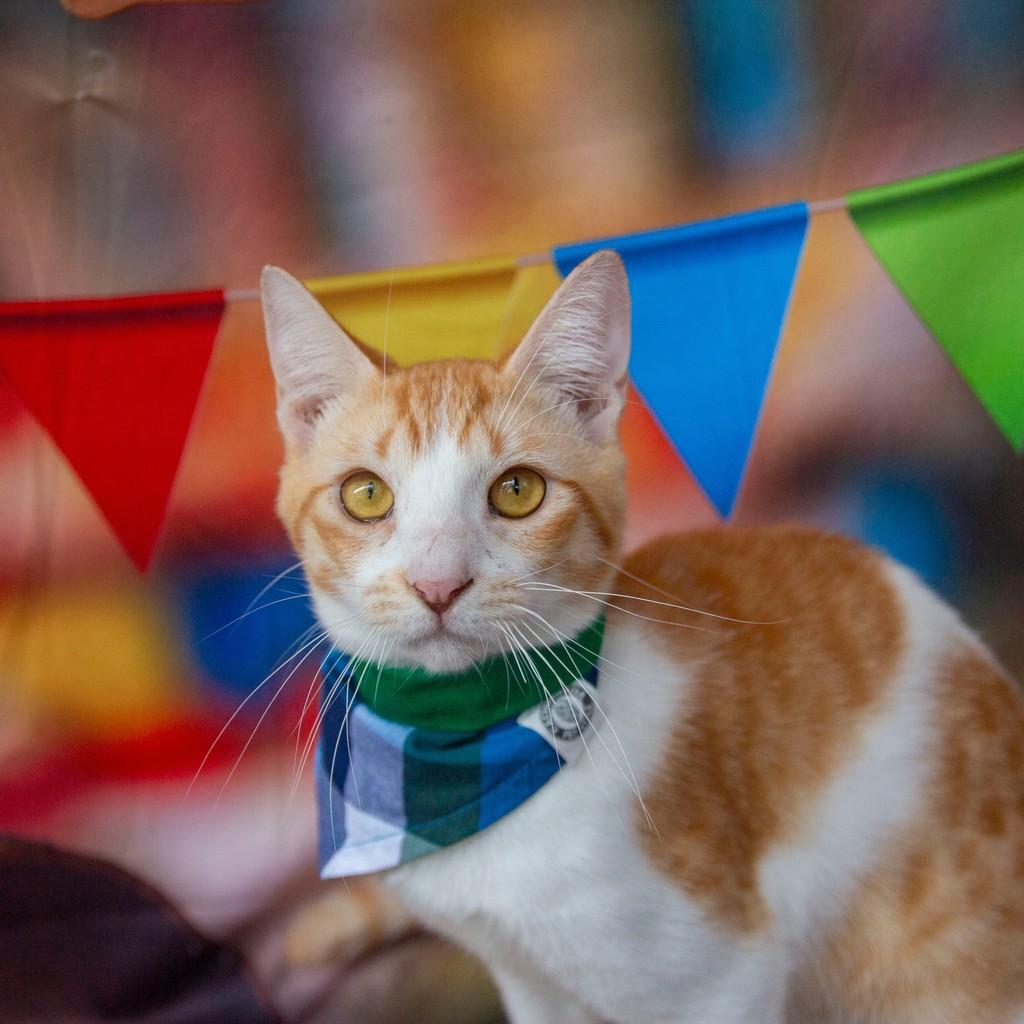 Dedé, gato de porte médio para adoção em Santos - SP