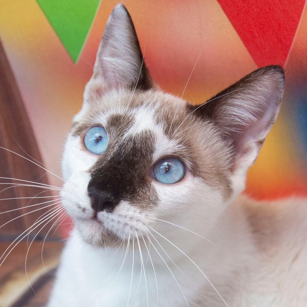 Allan, gato para adoção em Santos - SP