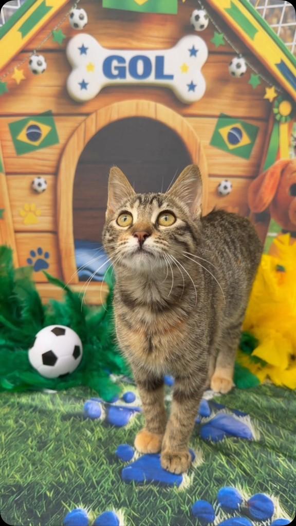 Onlycatinho, gato de porte pequeno para adoção em Santos - SP
