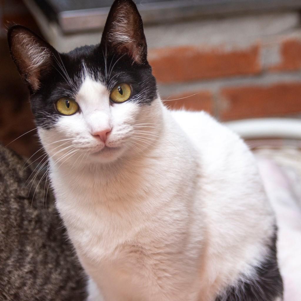 Liza, gata de porte médio para adoção em Santos - SP