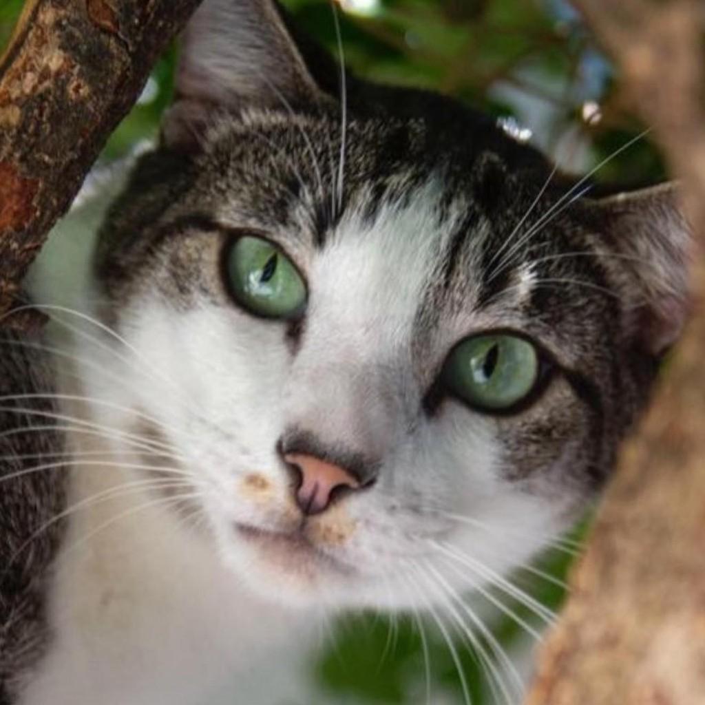 Zeca, gato para adoção em Santos - SP