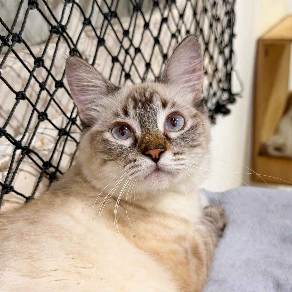 Helena, gato de porte pequeno para adoção em Santos - SP