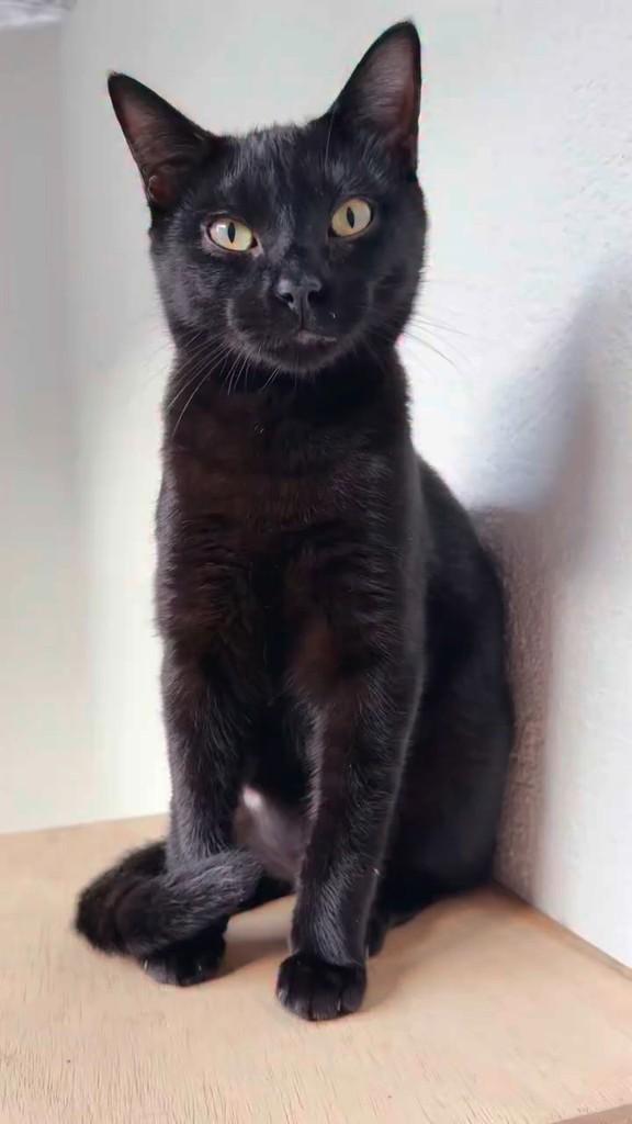 Luna, gata para adoção em Santos - SP