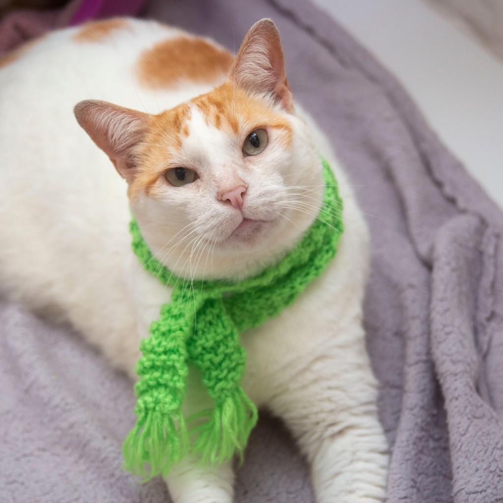 Leandro, gato para adoção em Santos - SP