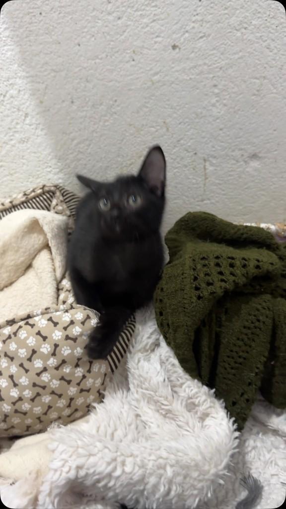 Tutu, gato de porte médio para adoção em Santos - SP