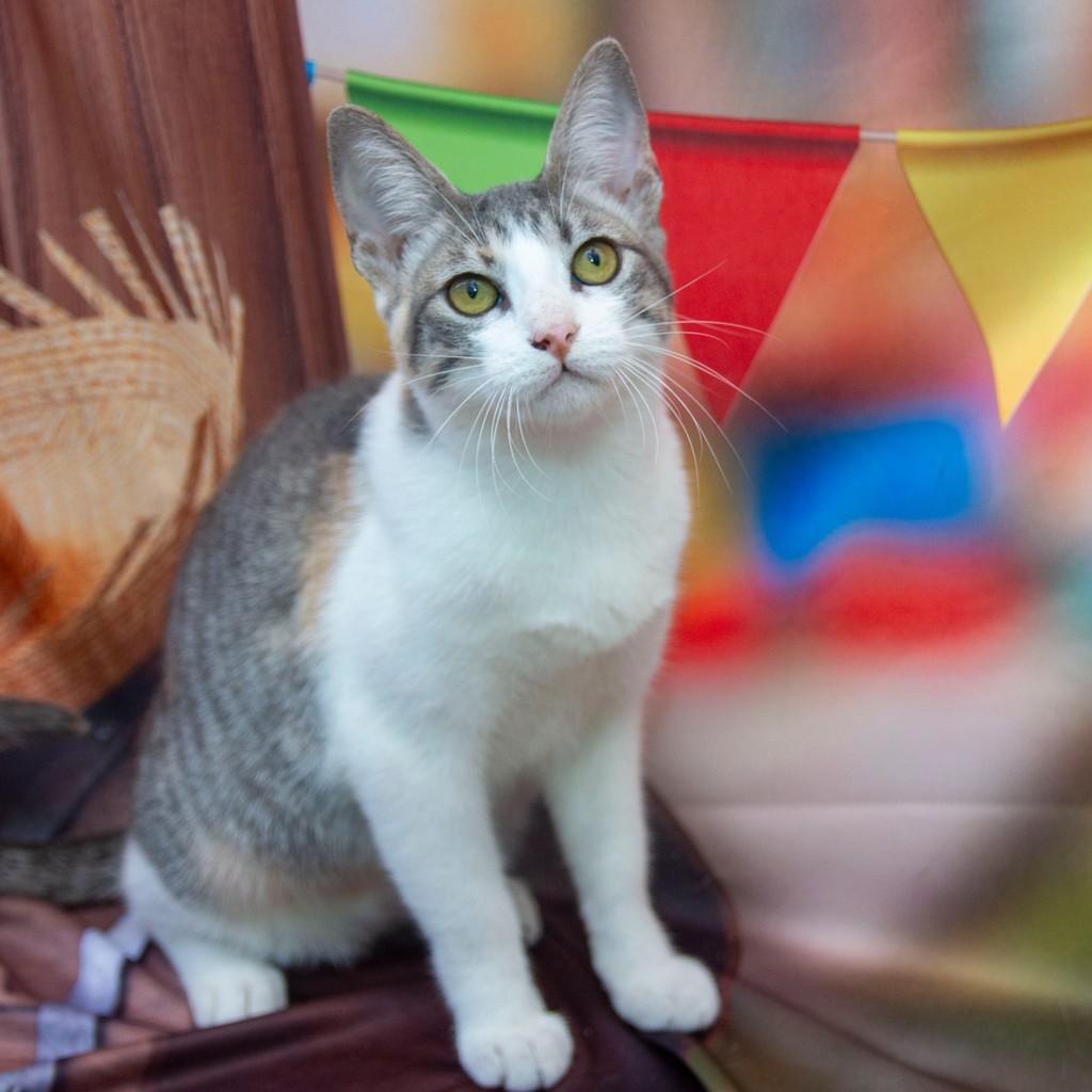 Flor, gata de porte médio para adoção em Santos - SP