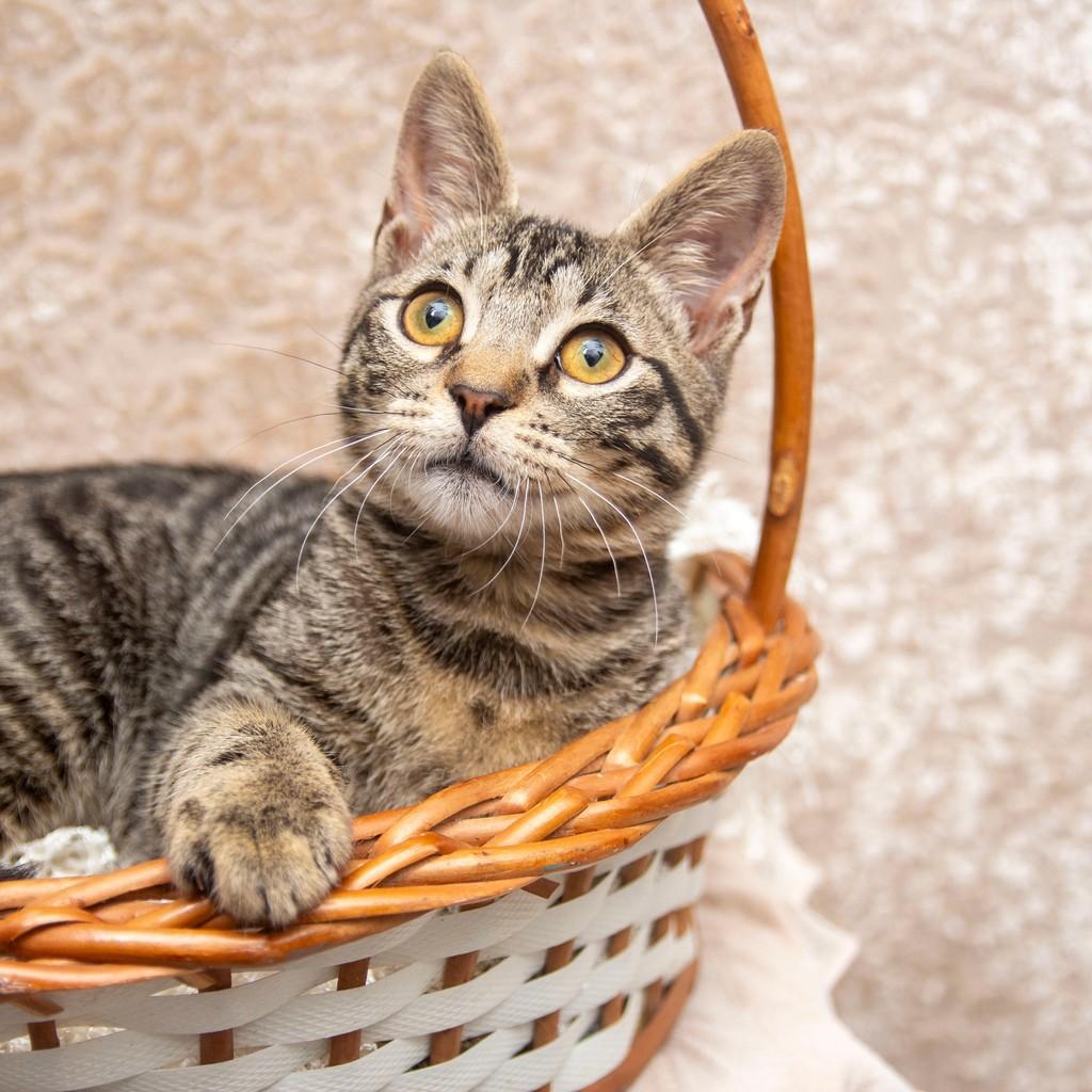 Angel, gata de porte pequeno para adoção em Santos - SP