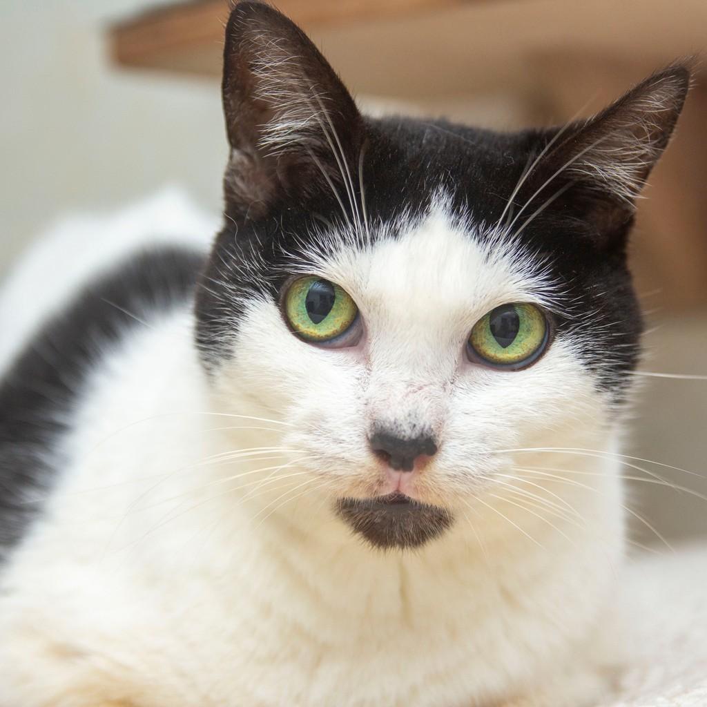Danielle, gata para adoção em Santos - SP