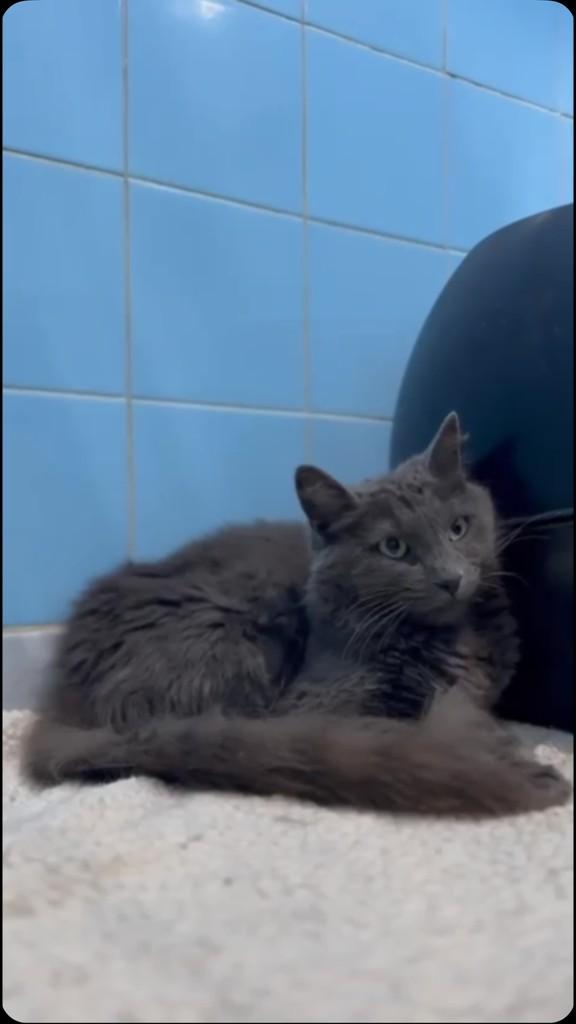 Paloma, gato de porte médio para adoção em Santos - SP