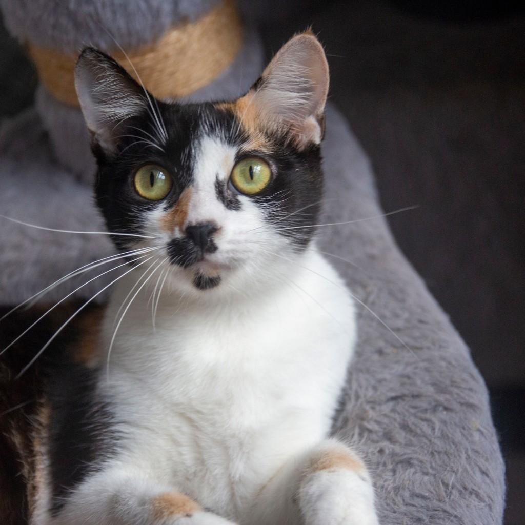 Emília, gato de porte pequeno para adoção em Santos - SP