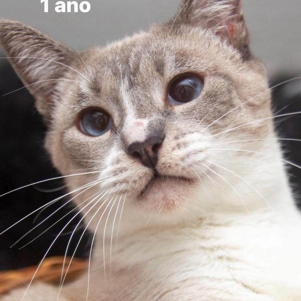 Charlote, gata de porte pequeno para adoção em Santos - SP