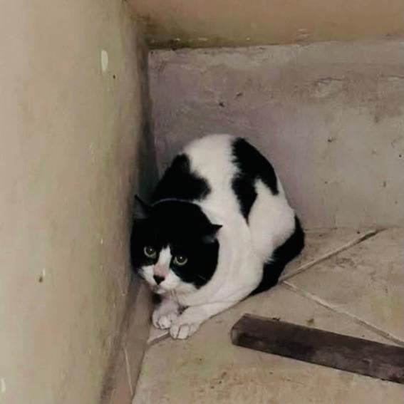 Alexandre, gato de porte pequeno para adoção em Santos - SP
