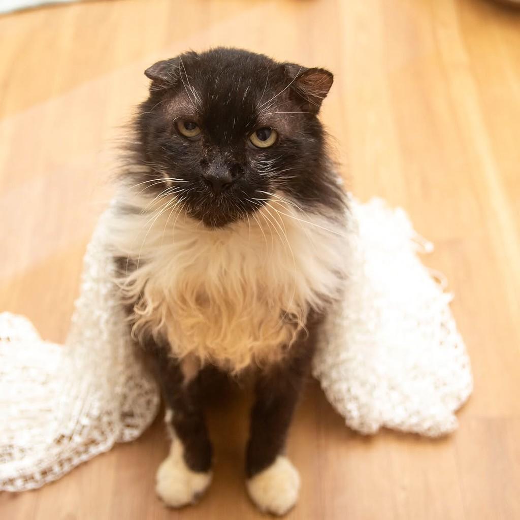 Silvio, gato de porte médio para adoção em Santos - SP