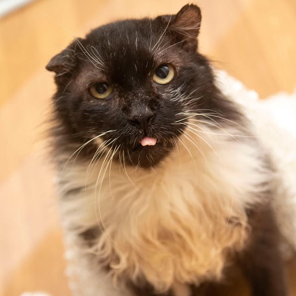 Silvio, gato de porte médio para adoção em Santos - SP — foto 2 de 5