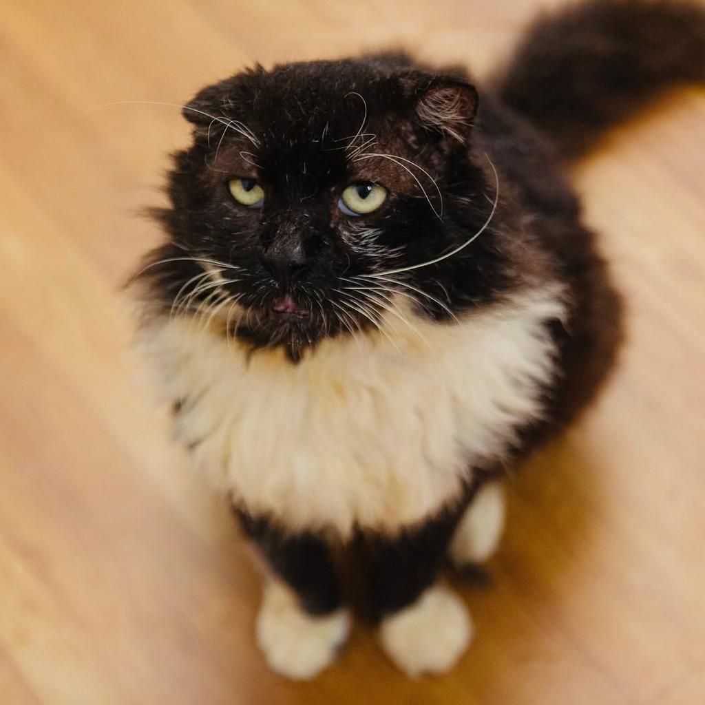 Silvio, gato de porte médio para adoção em Santos - SP — foto 4 de 5