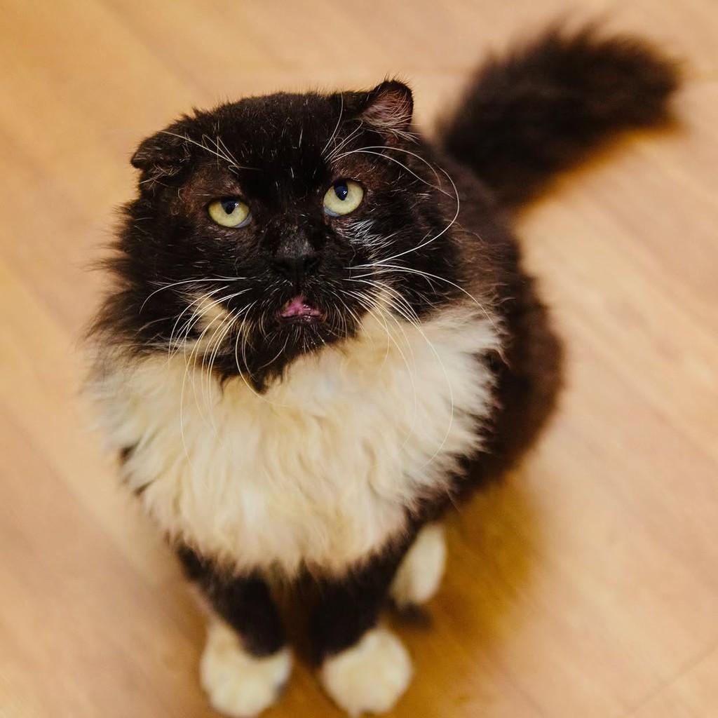 Silvio, gato de porte médio para adoção em Santos - SP — foto 5 de 5