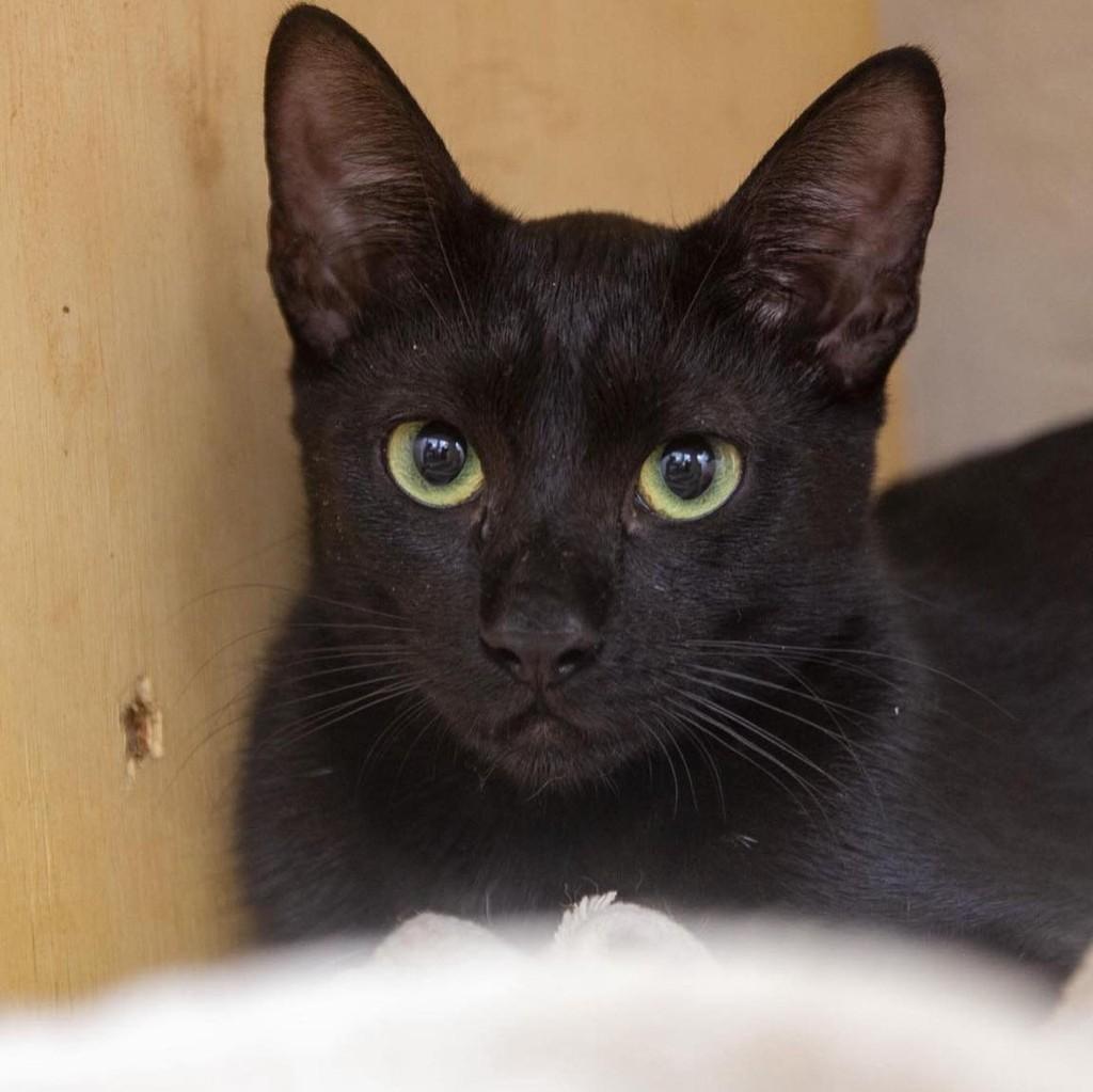Lulu, gata de porte pequeno para adoção em Santos - SP