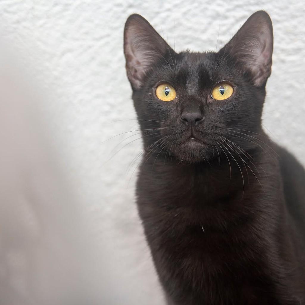 Lulu, gata de porte pequeno para adoção em Santos - SP — foto 2 de 4