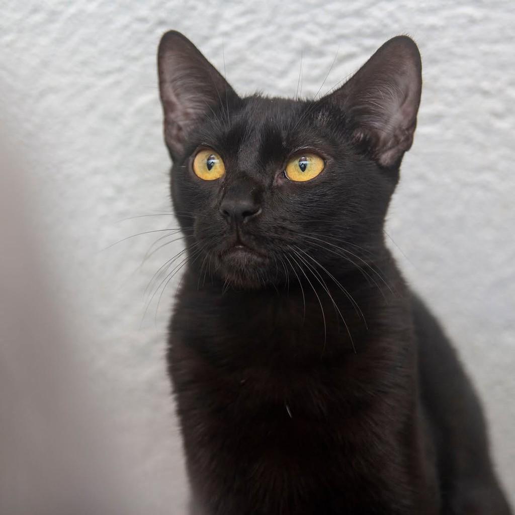 Lulu, gata de porte pequeno para adoção em Santos - SP — foto 3 de 4