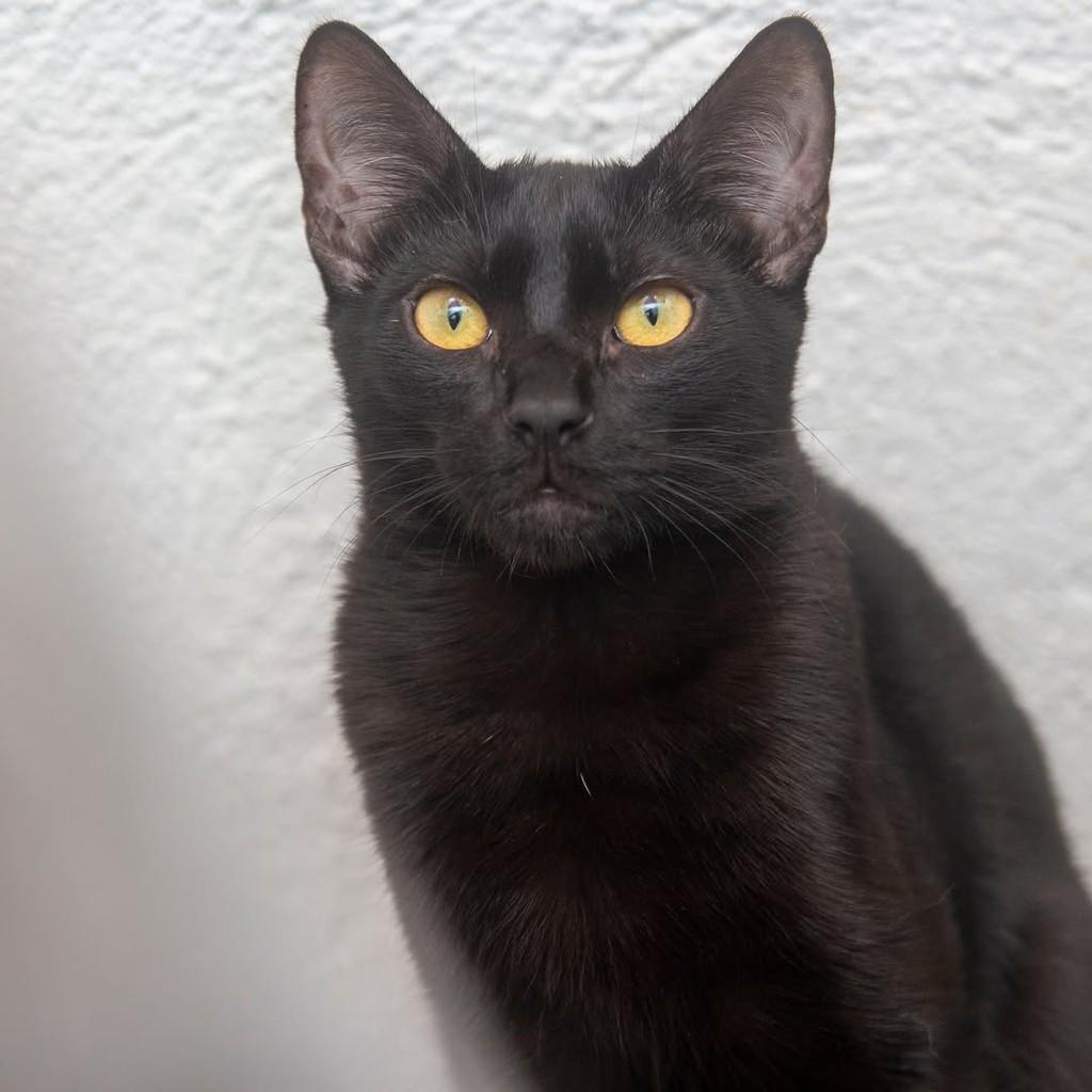 Lulu, gata de porte pequeno para adoção em Santos - SP — foto 4 de 4