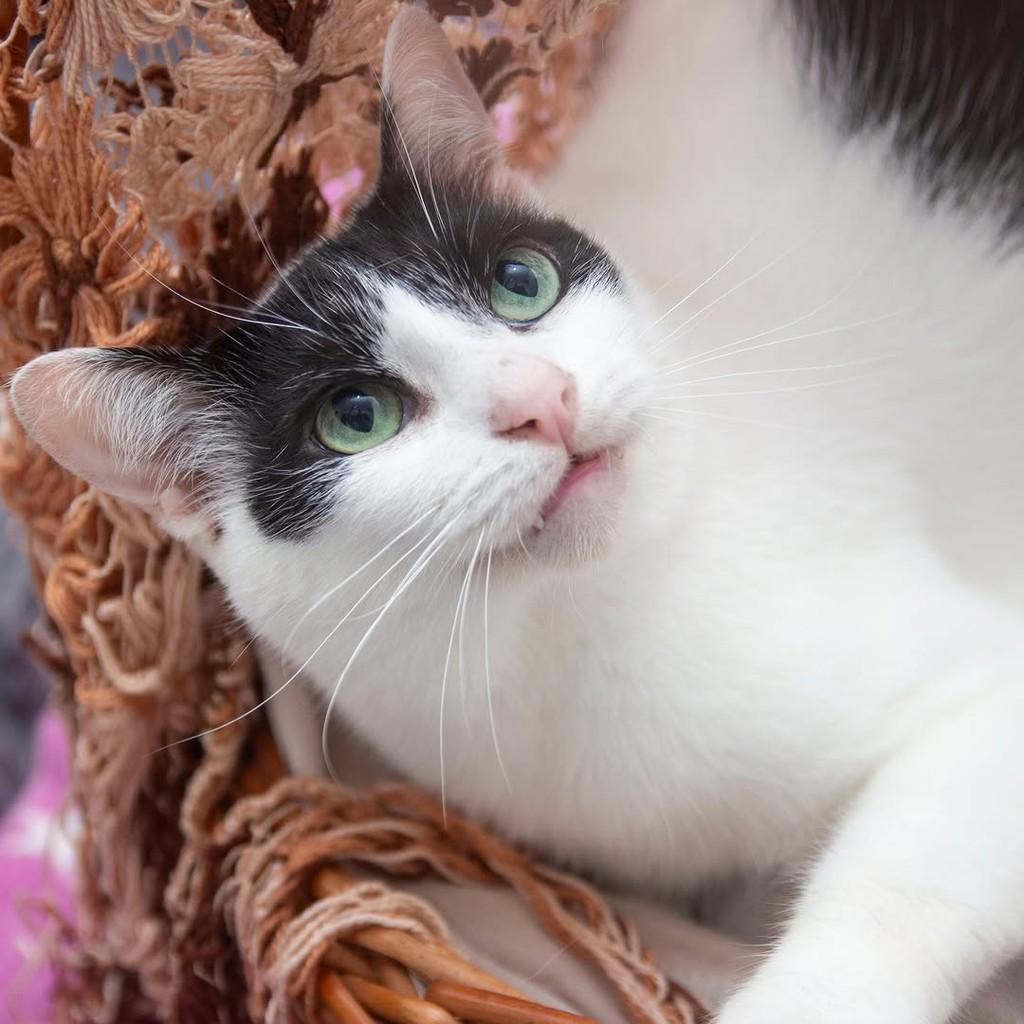 Saulo, gato de porte pequeno para adoção em Santos - SP — foto 2 de 5