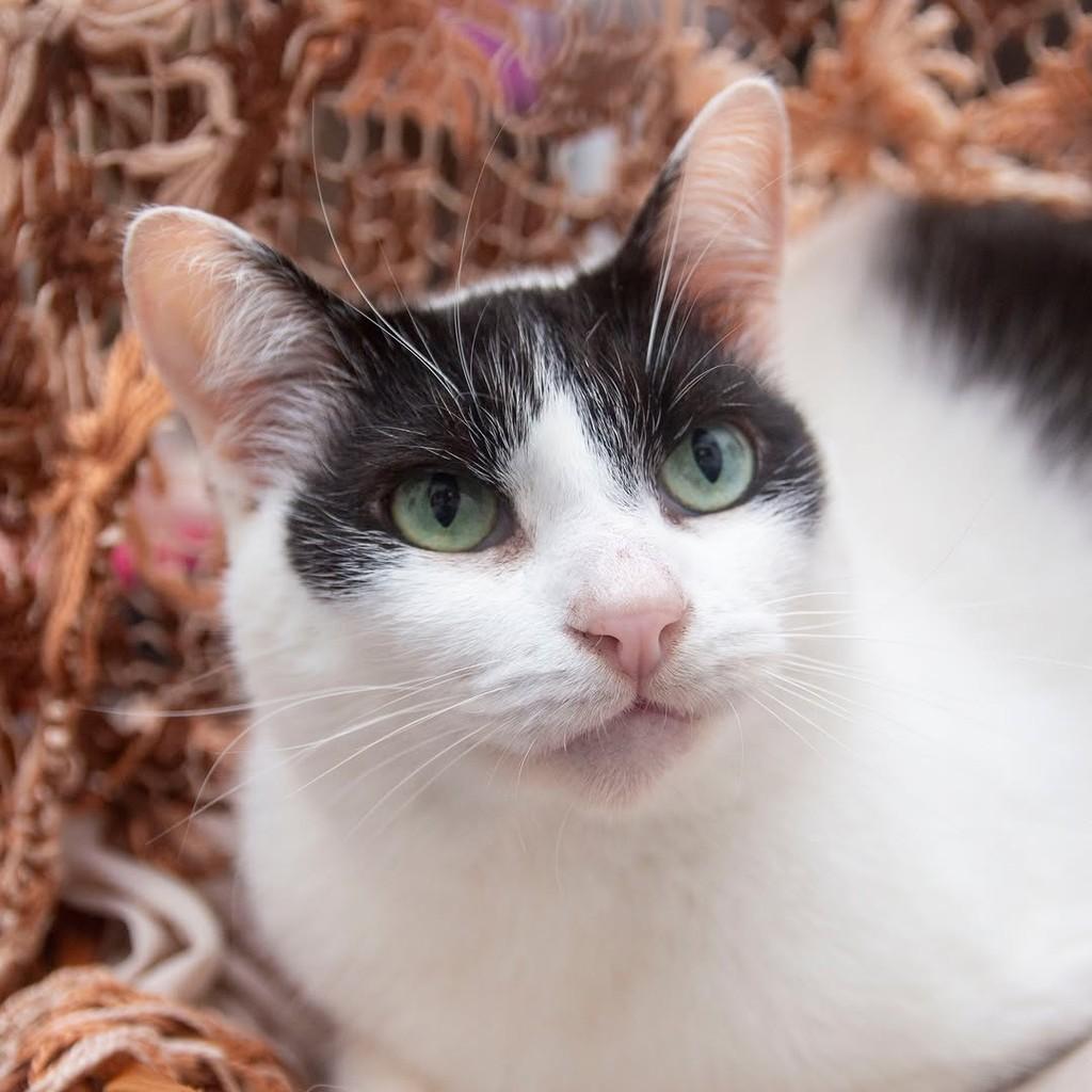 Saulo, gato de porte pequeno para adoção em Santos - SP — foto 4 de 5