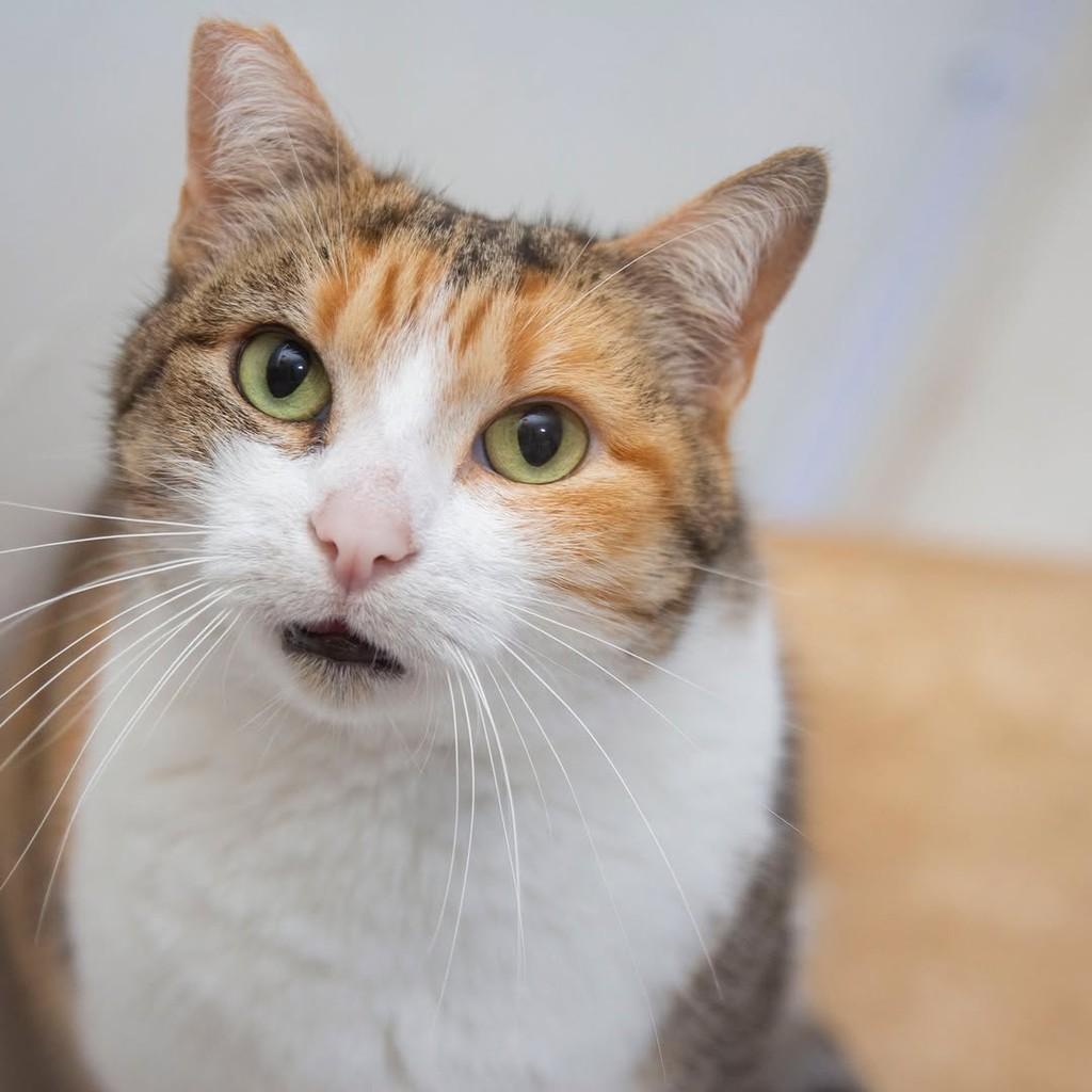 Maitê, gata de porte médio para adoção em Santos - SP