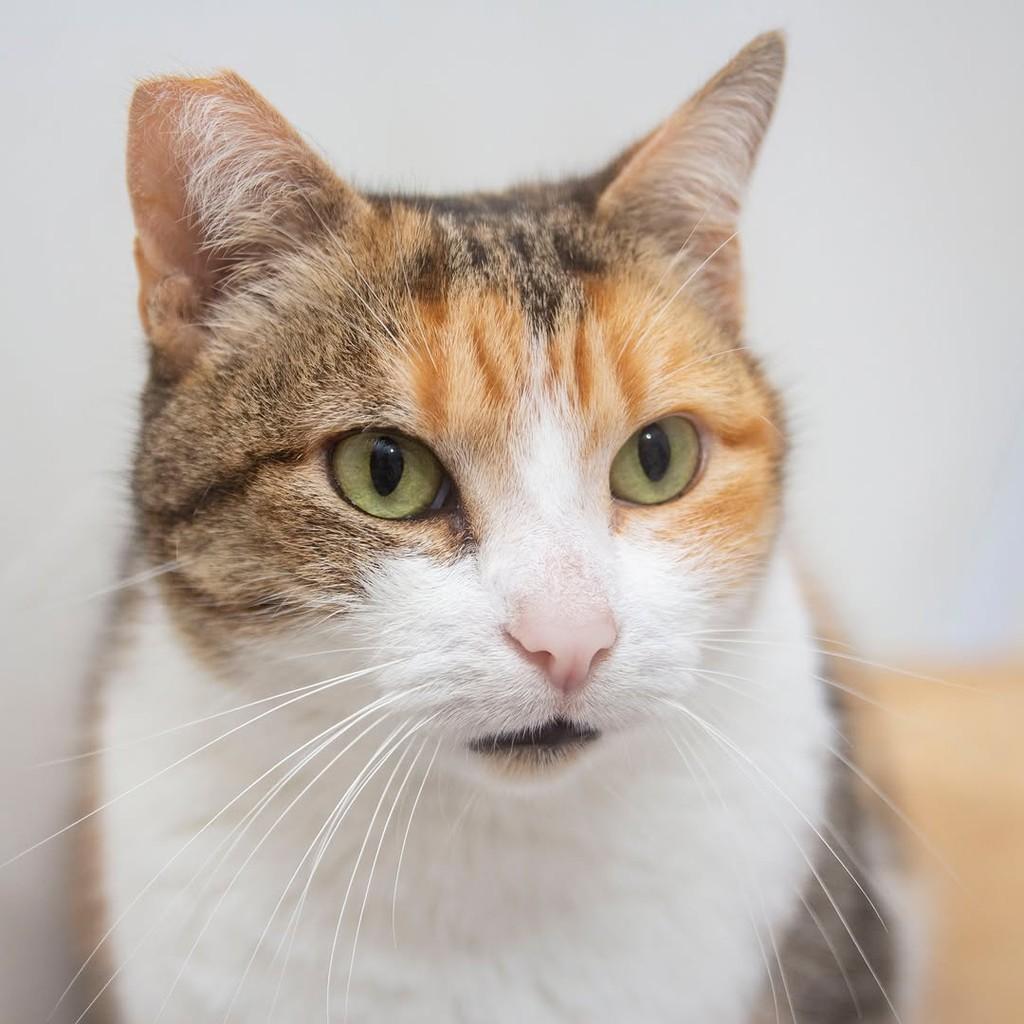 Maitê, gata de porte médio para adoção em Santos - SP — foto 2 de 5