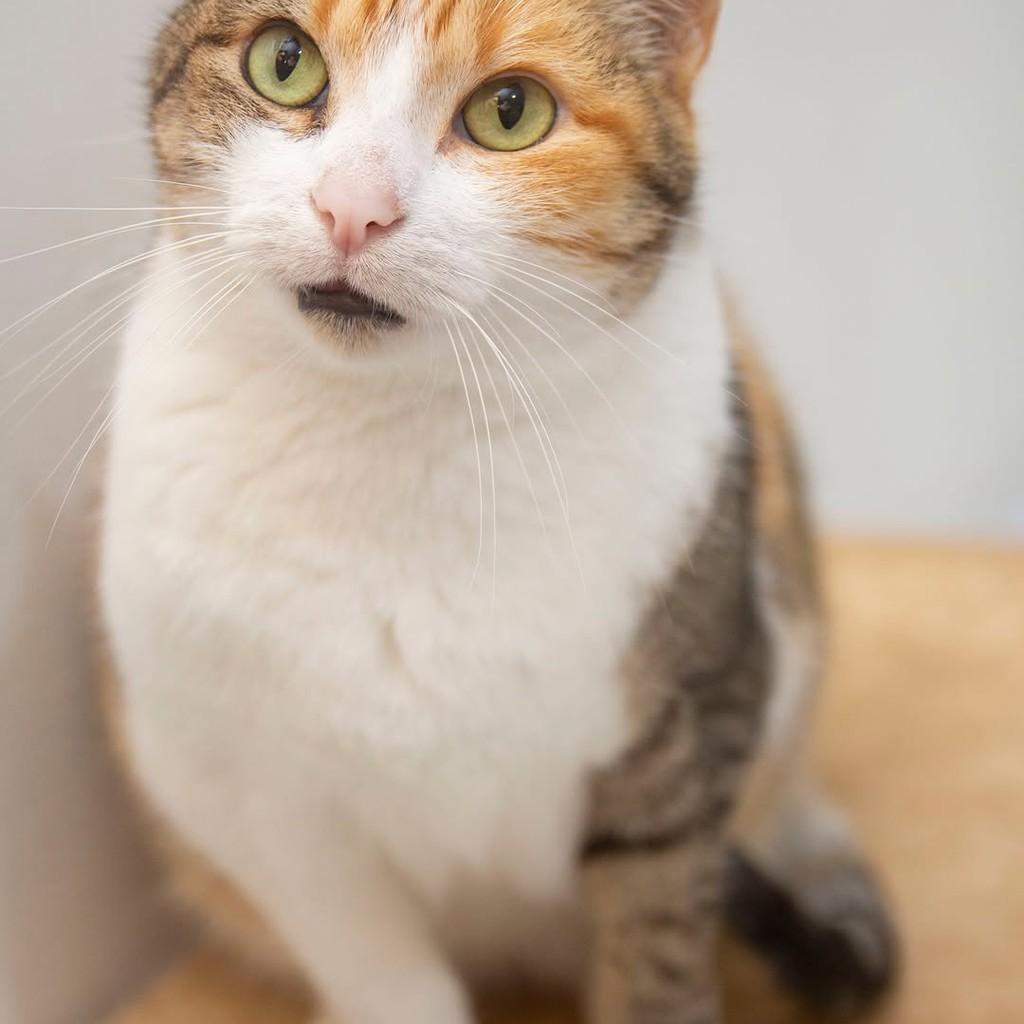 Maitê, gata de porte médio para adoção em Santos - SP — foto 3 de 5