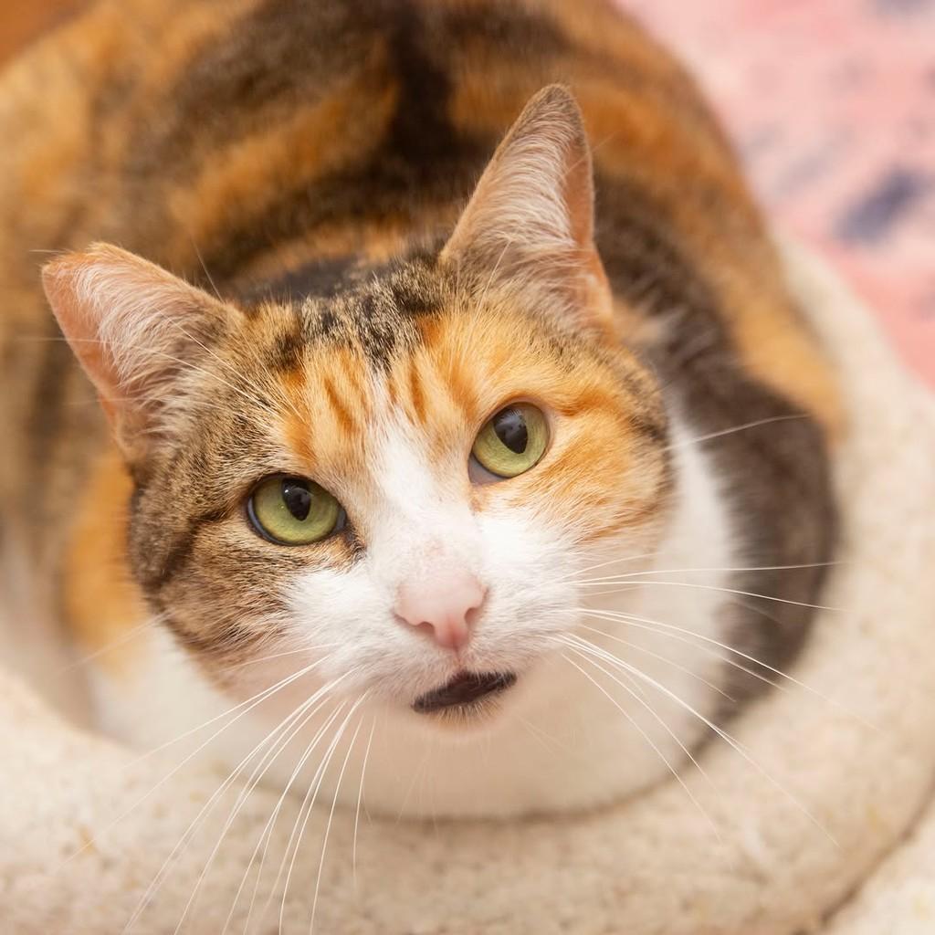 Maitê, gata de porte médio para adoção em Santos - SP — foto 4 de 5