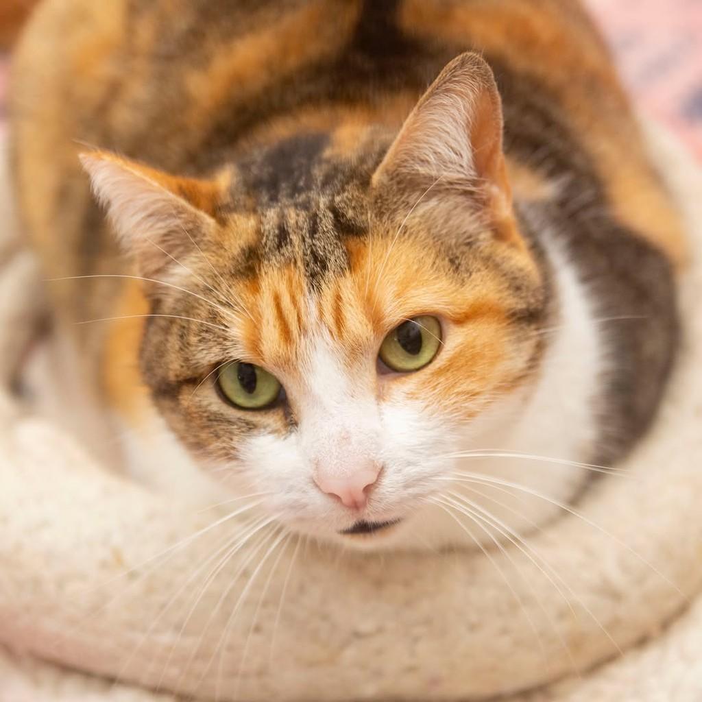 Maitê, gata de porte médio para adoção em Santos - SP — foto 5 de 5