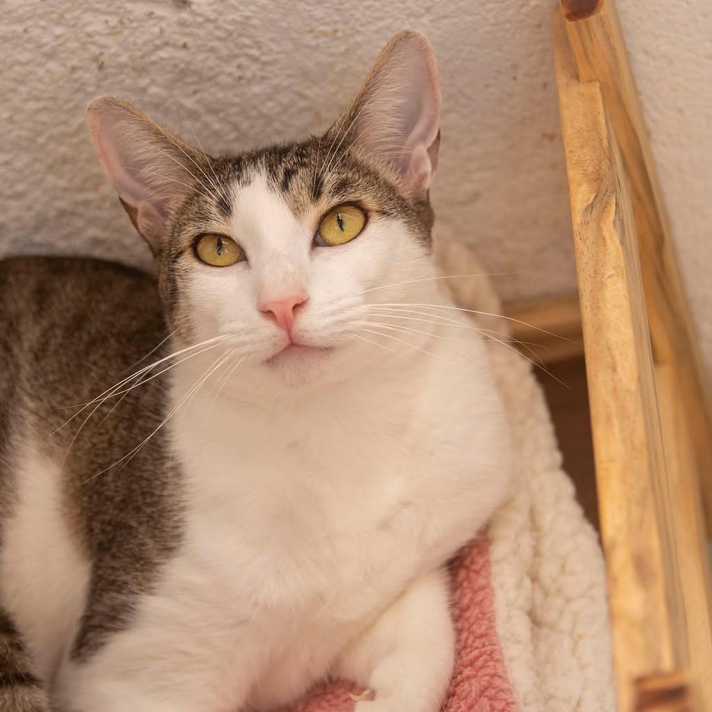 Nando, gato de porte pequeno para adoção em Santos - SP