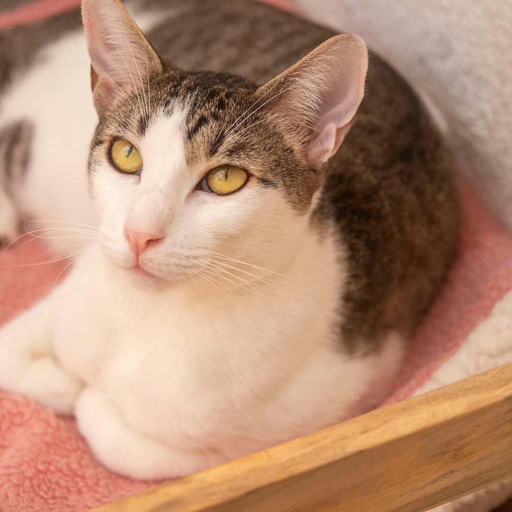 Nando, gato de porte pequeno para adoção em Santos - SP — foto 2 de 4