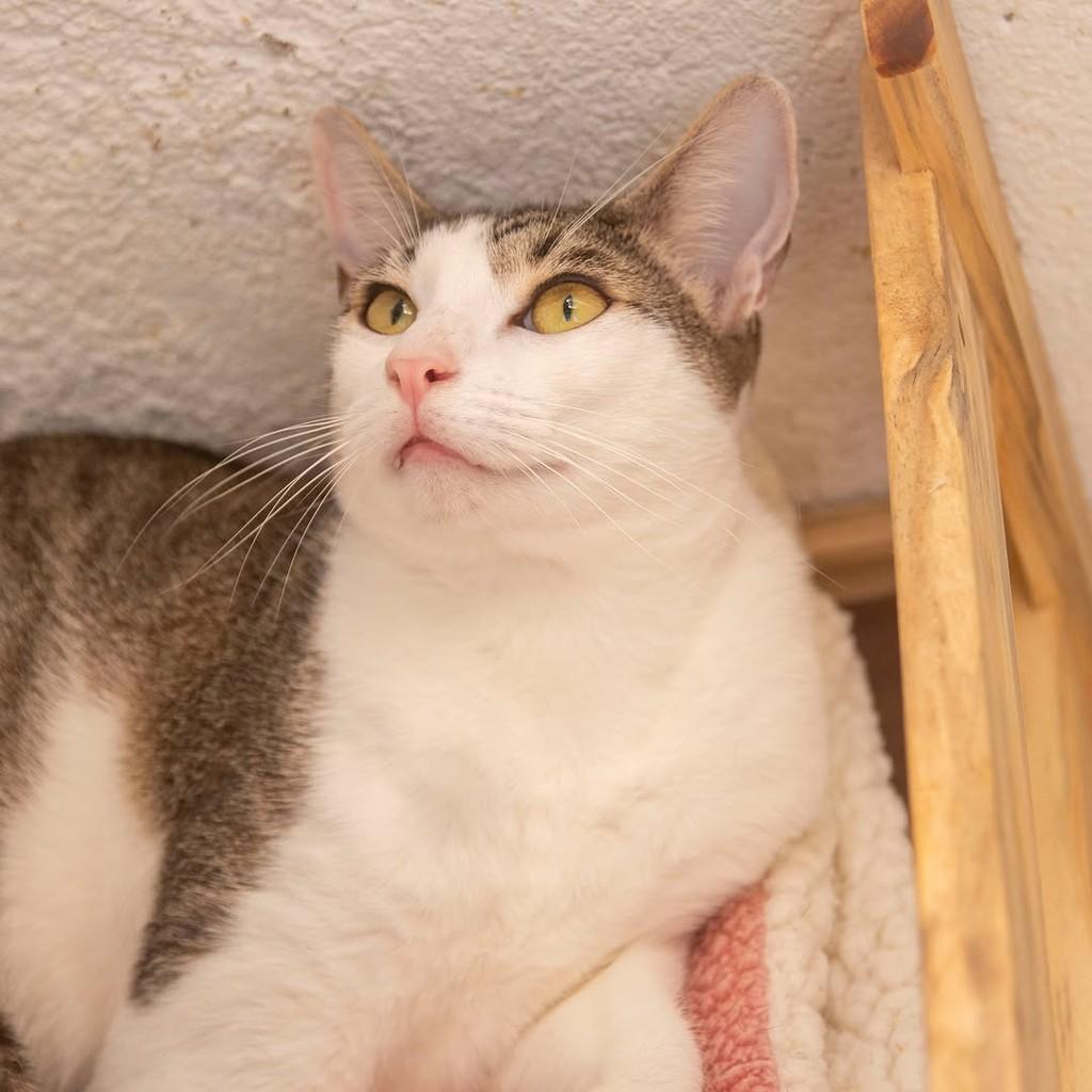 Nando, gato de porte pequeno para adoção em Santos - SP — foto 3 de 4