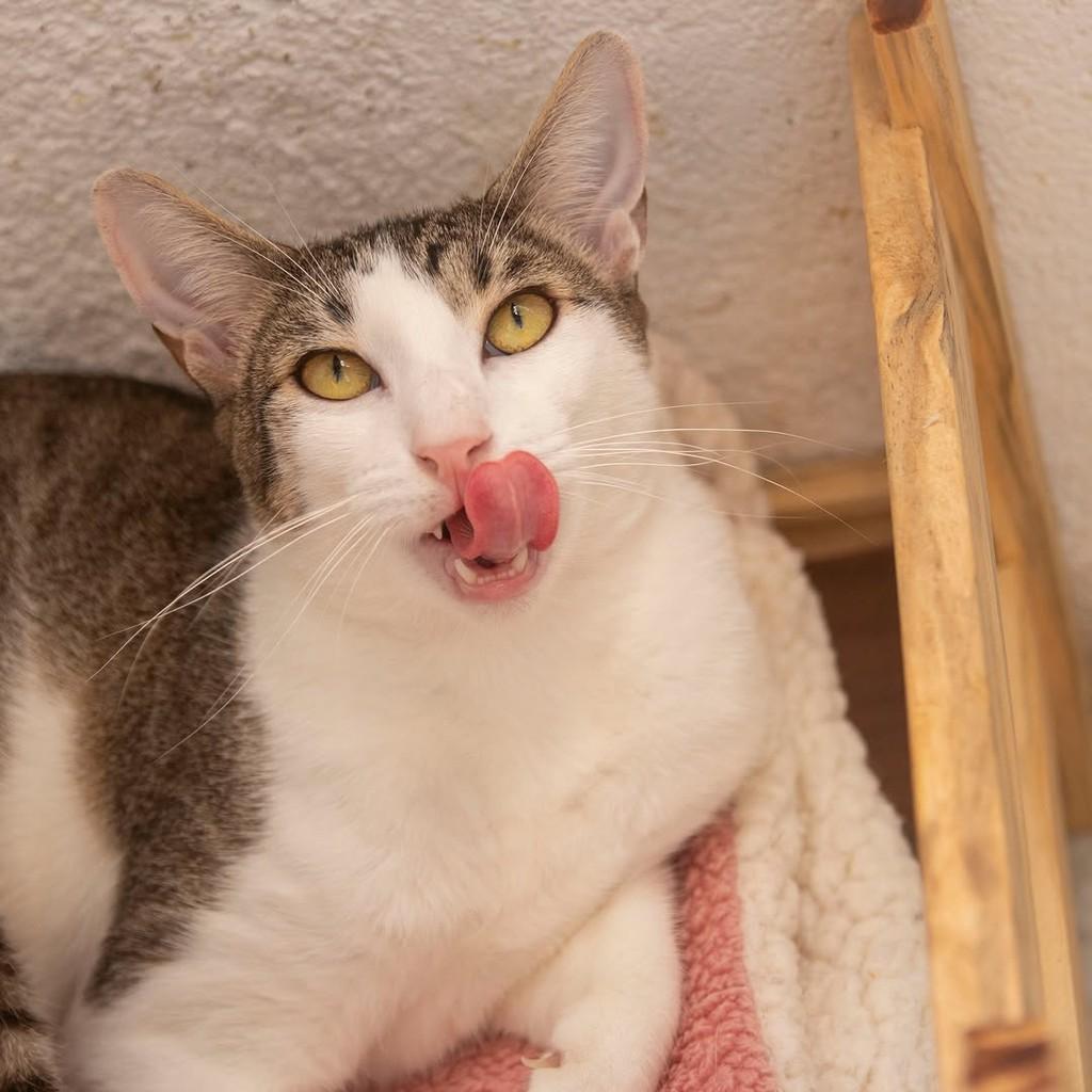 Nando, gato de porte pequeno para adoção em Santos - SP — foto 4 de 4