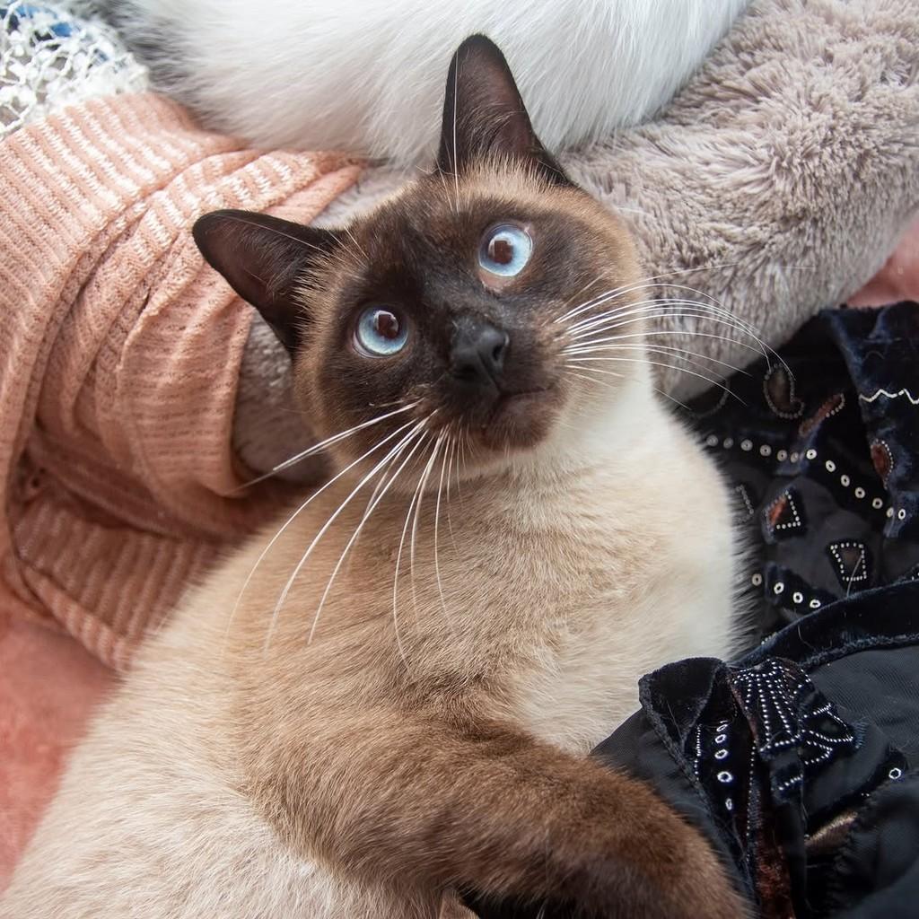 Marlon, gato para adoção em Santos - SP
