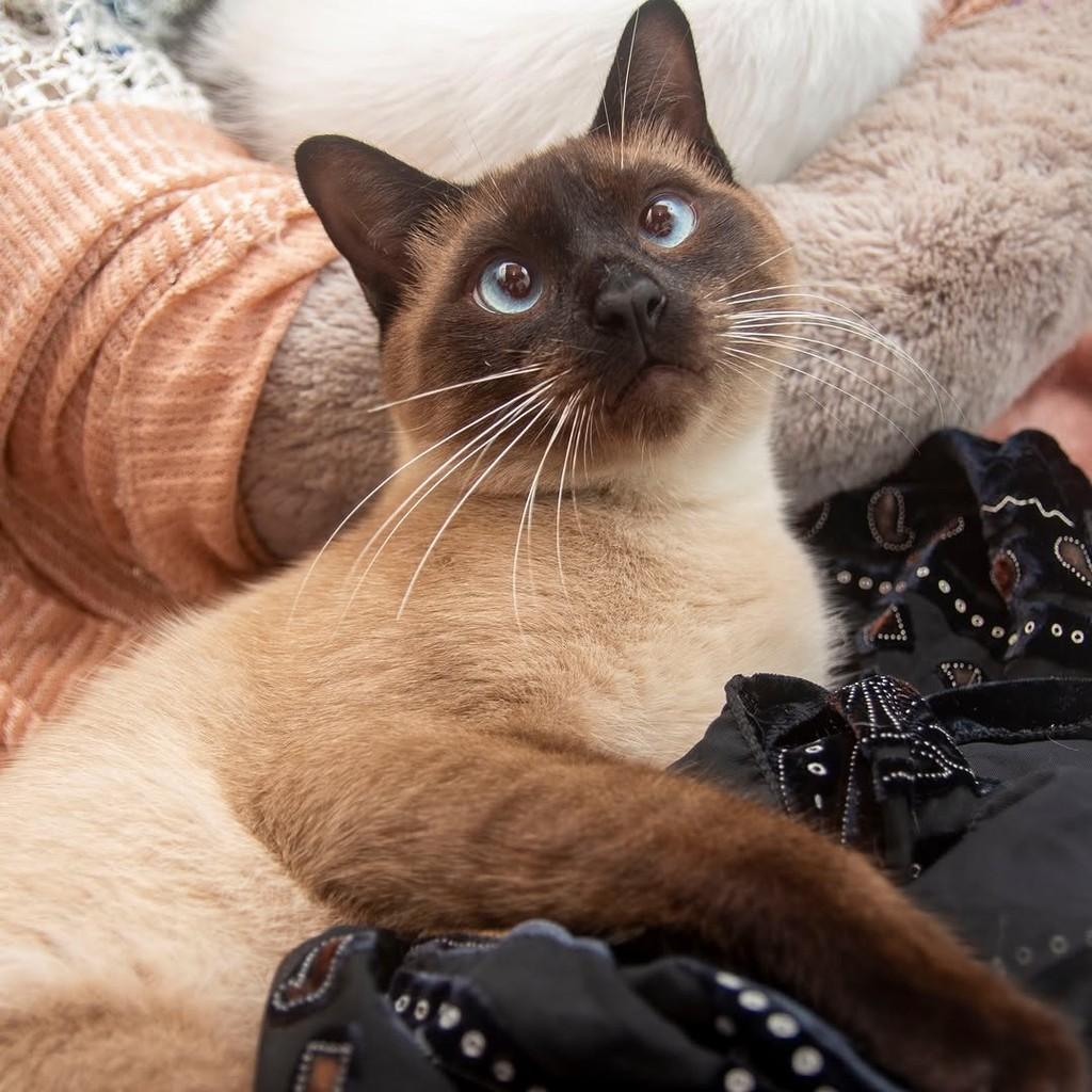 Marlon, gato para adoção em Santos - SP — foto 2 de 7