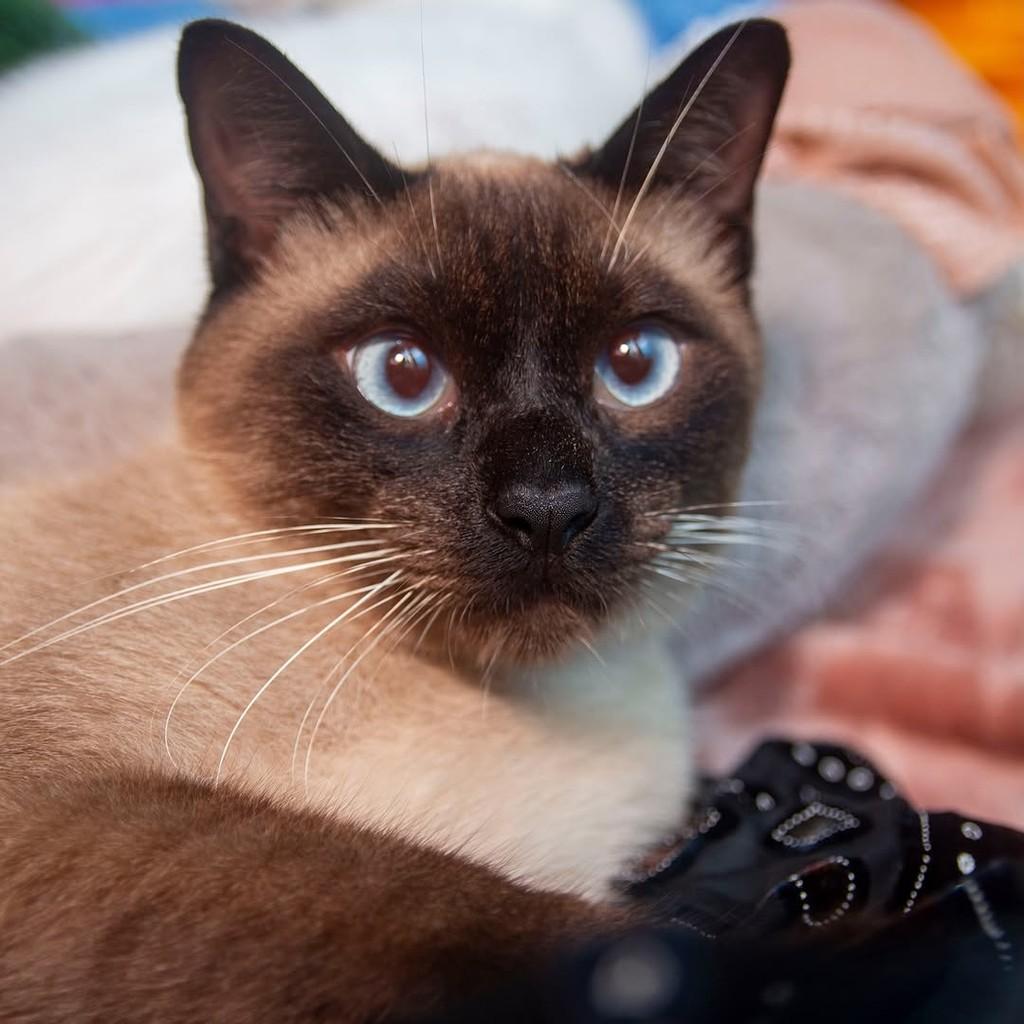 Marlon, gato para adoção em Santos - SP — foto 3 de 7