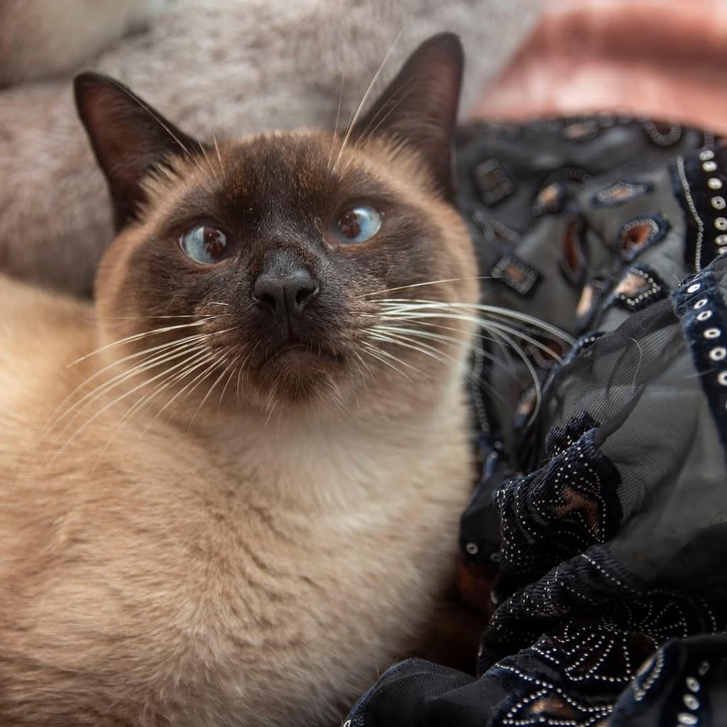 Marlon, gato para adoção em Santos - SP — foto 4 de 7