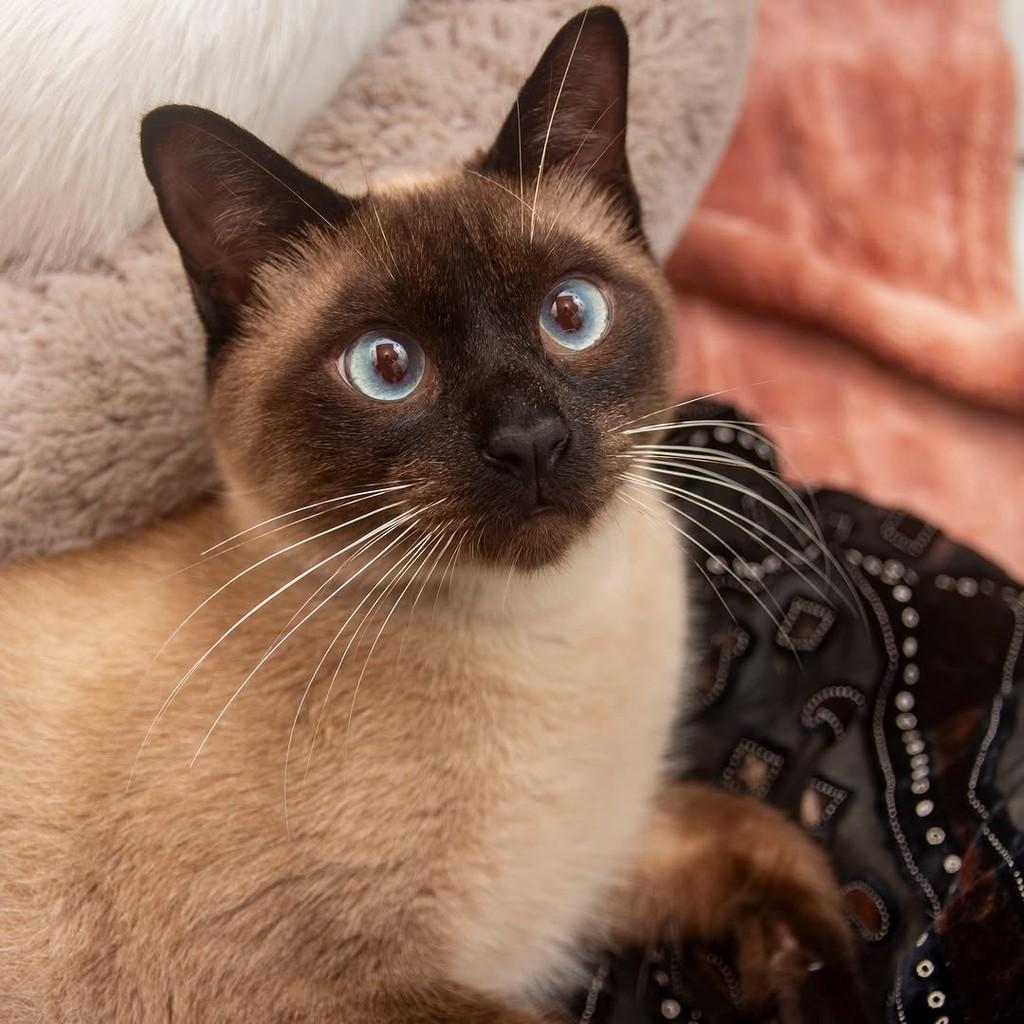 Marlon, gato para adoção em Santos - SP — foto 5 de 7