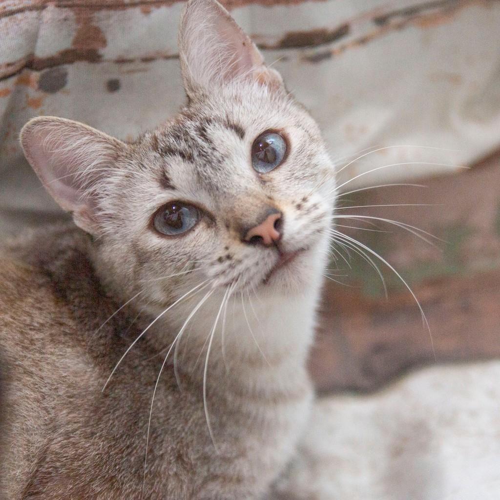 Pandora, gata de porte pequeno para adoção em Santos - SP