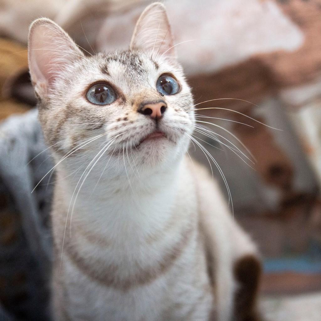 Pandora, gata de porte pequeno para adoção em Santos - SP — foto 2 de 3