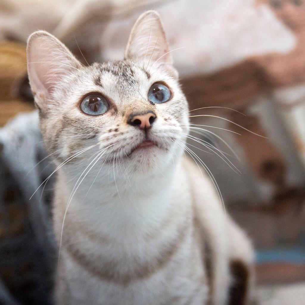 Pandora, gata de porte pequeno para adoção em Santos - SP — foto 3 de 3