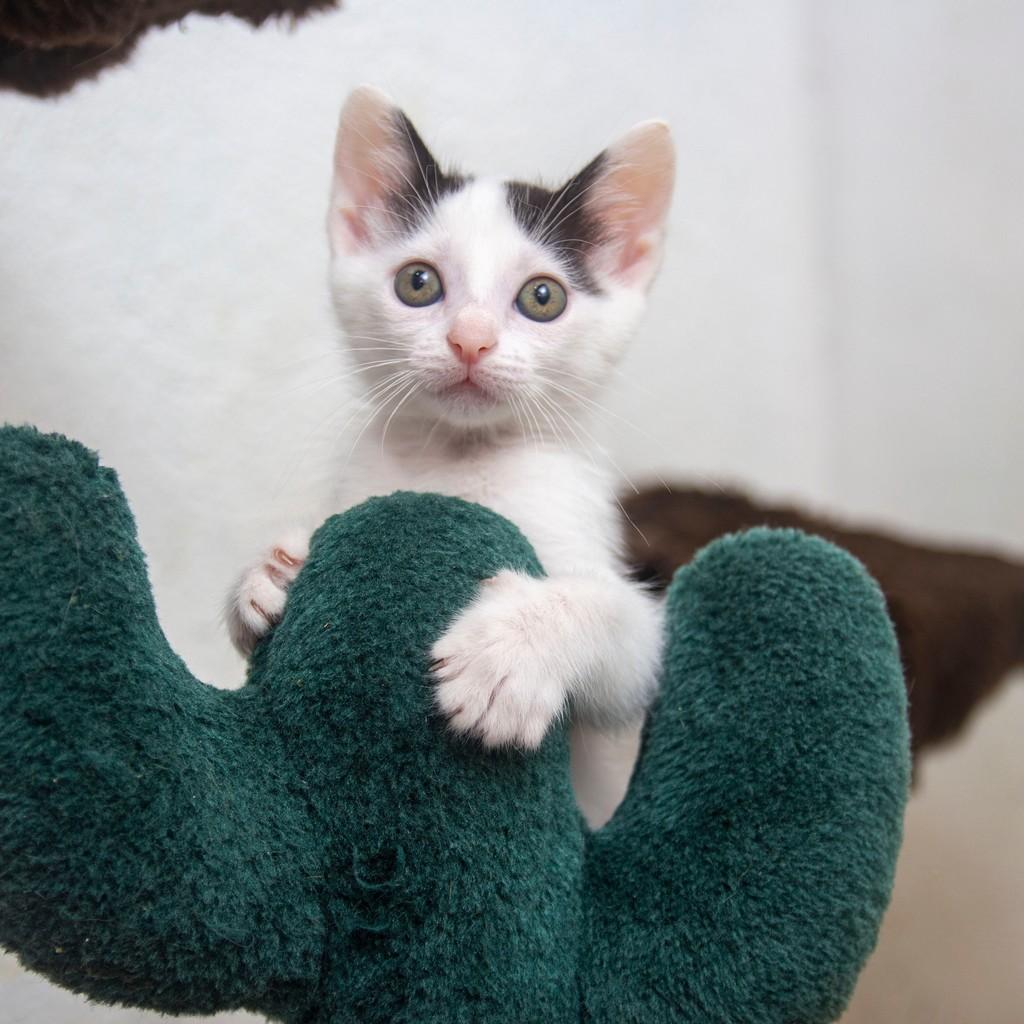 Moana, gata de porte pequeno para adoção em Santos - SP