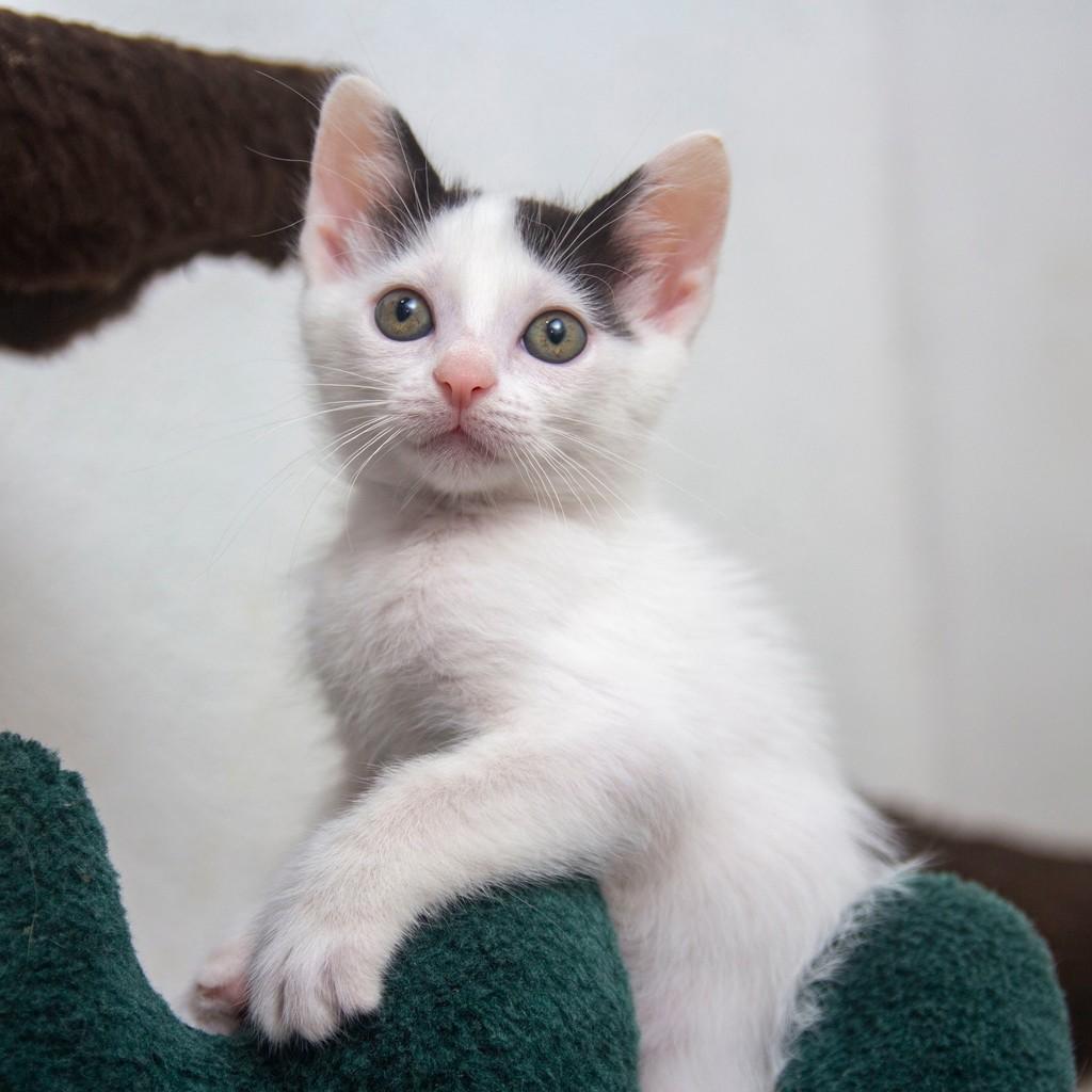 Moana, gata de porte pequeno para adoção em Santos - SP — foto 2 de 5